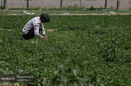 کشت و صنعت مغان با حکم دادگاه به بیت المال بازگشت