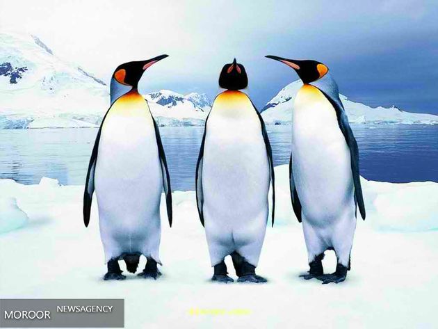 استخدام کارآگاه برای پنگوئنها