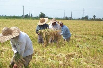 کاه و کلش غلات حاوی عناصر غذایی ضروری برای رشد گیاهان
