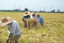 کاه و کلش غلات حاوی عناصر غذایی ضروری برای رشد گیاهان