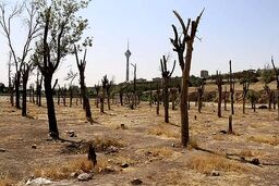 درختان چیتگر خشک شد؟
