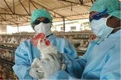 شکار و زنده گیری پرندگان ممنوع است