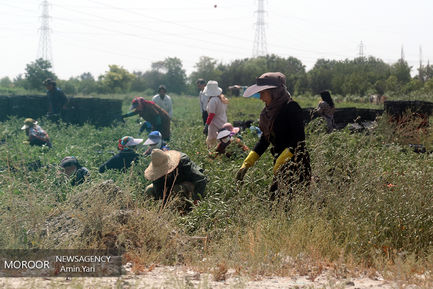 درآمدهای داغ - کشاورزی