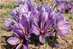 خسارت 75 درصدی سرمازدگی به مزارع زعفران فردوس