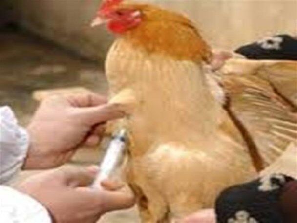 واکسینه شدن 400 هزار طیور روستایی در استان اصفهان