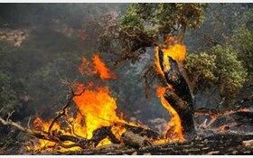 کاهش ۶۷ درصدی مساحت مناطق آتش‌سوزی در کشور