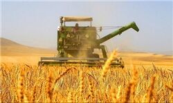 کاهش سبوس گیری گندم با جدیت دنبال می‌شود
