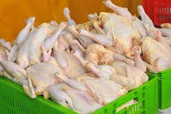 ۵۳۰ تن گوشت مرغ در چهارمحال و بختیاری ذخیره سازی شد