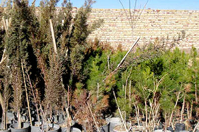 اهدا نهال رایگان به شهروندان اصفهانی