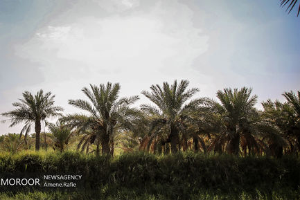 برداشت خرما از نخلستان های شادگان خوزستان