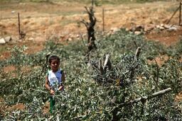 صهیونیست ها به درختان زیتون فلسطینیان نیز رحم نکردند