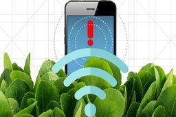 استفاده از اسفناج برای تشخیص مواد منفجره