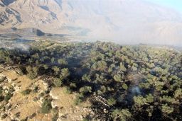 آتش 3 بار بلای جان جنگل‌های دیل گچساران شد+ تصاویر