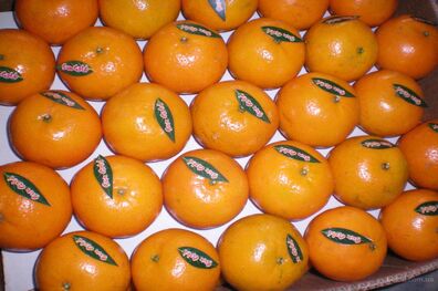 آغاز واردات غیر قانونی نارنگی پاکستانی / احتمال افزایش قیمت پرتقال برای شب عید وجود دارد