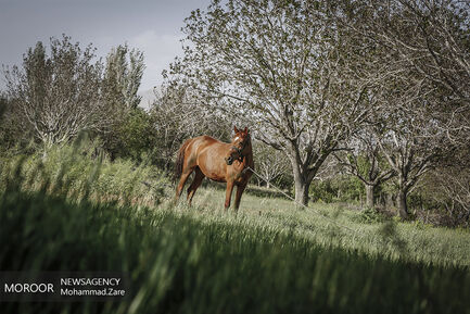 روستای جل اکبر ساوه