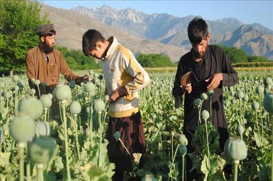 افزایش 43 درصدی تولید مواد مخدر در افغانستان 