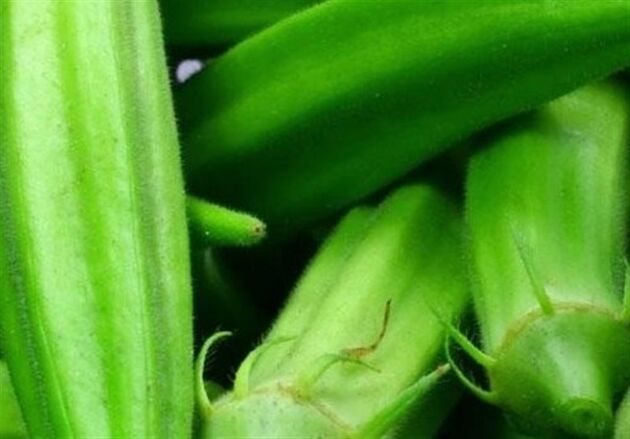واردات بذر بامیه از آمریکا با ریسک قرنطینه‌ای متوسط