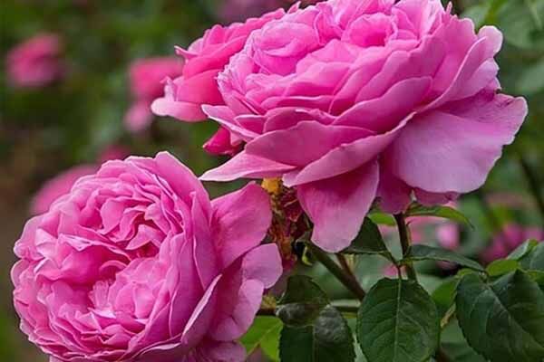 صادرات ۶ تن اسانس گل محمدی در سال گذشته
