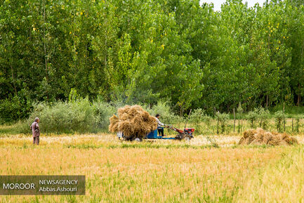 برداشت برنج در شالیزارهای گیلان