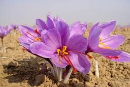 کشف قیمت واقعی زعفران ایرانی با گواهی سپرده کالایی