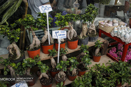 بازار گل شهید محلاتی