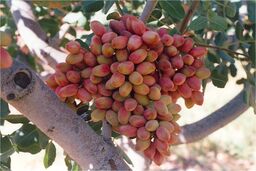 یزد در رتبه سوم تولید پسته کشور قرار دارد