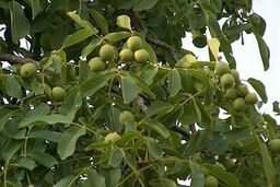 پایلوت کشوری اصلاح باغات گردو