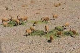 نذر 9 تن علوفه برای وحوش پناهگاه کلاه قاضی اصفهان
