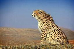 ایران مشکلی برای بارداری مجدد ندارد