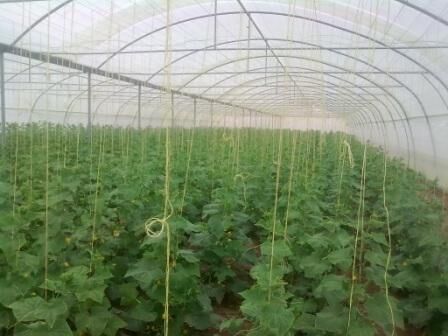 تکذیب شایعه سرطان‌زایی محصولات گلخانه‌ای در کشور