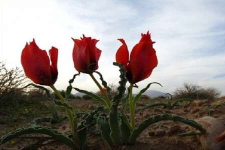 آماده سازی پرونده دشت لاله آهنگران شهرستان زیرکوه برای ثبت در فهرست میراث طبیعی کشور