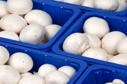 قیمت قارچ بالاتر از ۶۰ هزار تومان گرانفروشی است