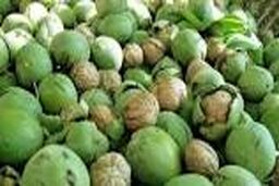  آغاز برداشت گردو سبز در ایذه