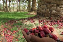 گرمازدگی 35نفر و خسارت هنگفت به نخیلات براثر شدت گرما در ریگان کرمان