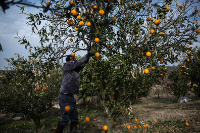 سمپاشی با بالشک مرکبات جدی گرفته شود