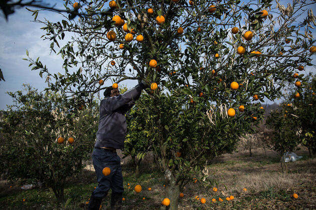 سمپاشی با بالشک مرکبات جدی گرفته شود