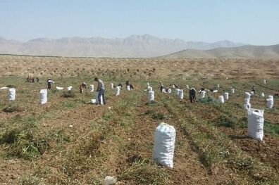 نیازی به واردات سیب زمینی نداریم