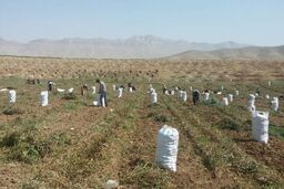 ۳۰ درصد سیب زمینی از اراضی کردستان برداشت شده است