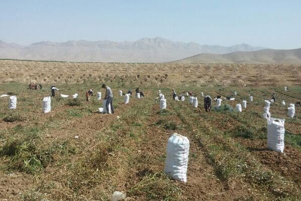 ۳۰ درصد سیب زمینی از اراضی کردستان برداشت شده است