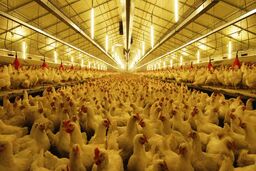 پرداخت بیش از 16 میلیارد ریال غرامت در 9 ماهه سال 96به مرغداران خسارت دیده استان قزوین