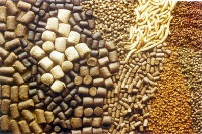 تولید 40 درصد خوراک آبزیان سردابی کشور در چهارمحال و بختیاری