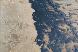 ساحل گناوه به مواد نفتی آلوده شده است