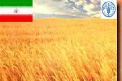 کاهش 11 درصدی تولید گندم ایران در سال 2017/ تولید 1.5 میلیون تن گندم کمتر از رقم خودکفایی