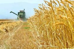 پرداخت 60 درصد مطالبات گندم‌کاران لرستانی