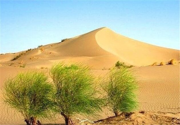 طرح ترسیب کربن خراسان جنوبی جزو 10 پروژه برتر بین‌المللی