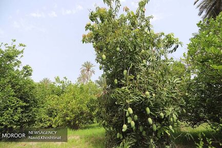 آغاز برداشت انبه در میناب