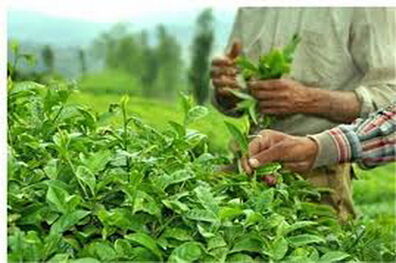 پرداخت 107 میلیارد تومان از بهای برگ سبز چای به کشاورزان