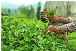 توقف واردات چای از سریلانکا 