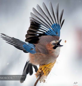 عکسهای برتر ماه دسامبر از نگاه خبرگزاری آسوشیتد پرس