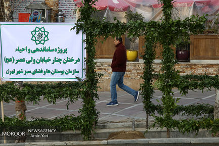 ساماندهی و احیا درختان خیابان ولیعصر (عج)